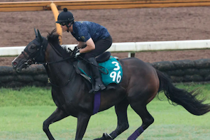 カムニャック