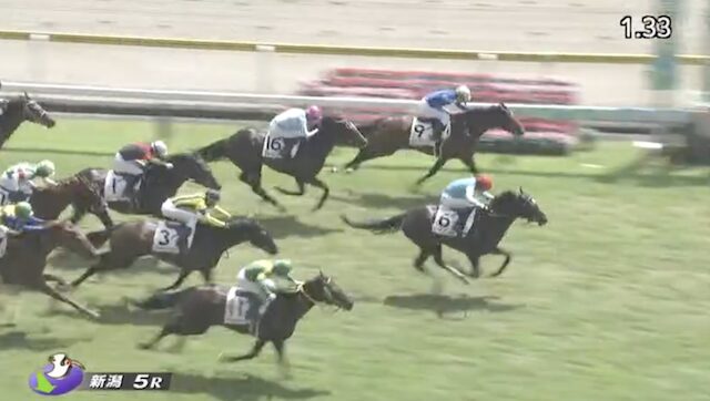 デイズの新潟5Rのレース画像